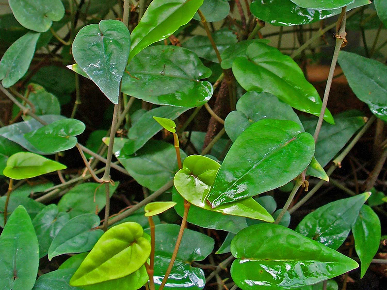 Miniature 2